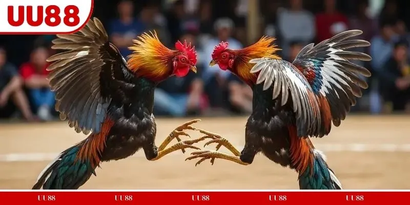 Nhận diện gà đá hay qua đặc điểm hình thể