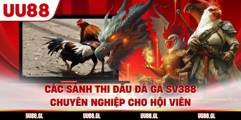 Các sảnh thi đấu đá gà sv388 chuyên nghiệp cho hội viên
