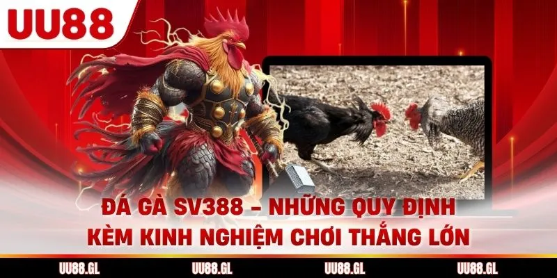 Đá Gà Sv388 - Những Quy Định Kèm Kinh Nghiệm Chơi Thắng Lớn